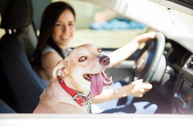 traveling with dogs