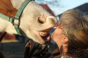 how to tell if your horse is healthy