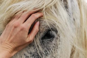 signs of a healthy horse