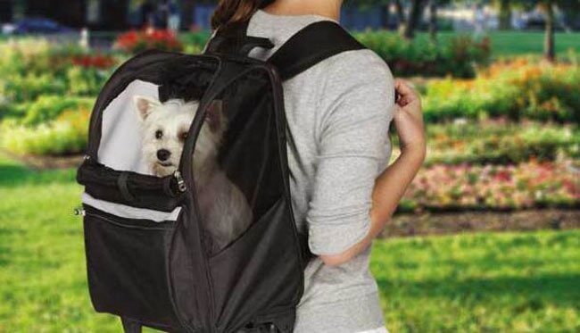 traveling with your dog