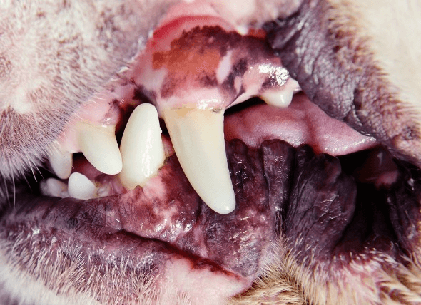 Pale Gums Dog