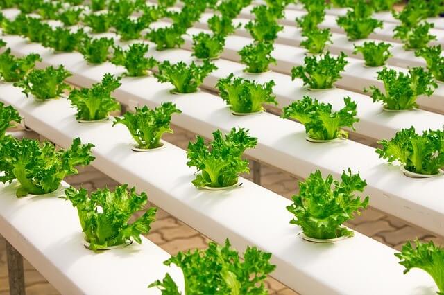 hydroponic farm business