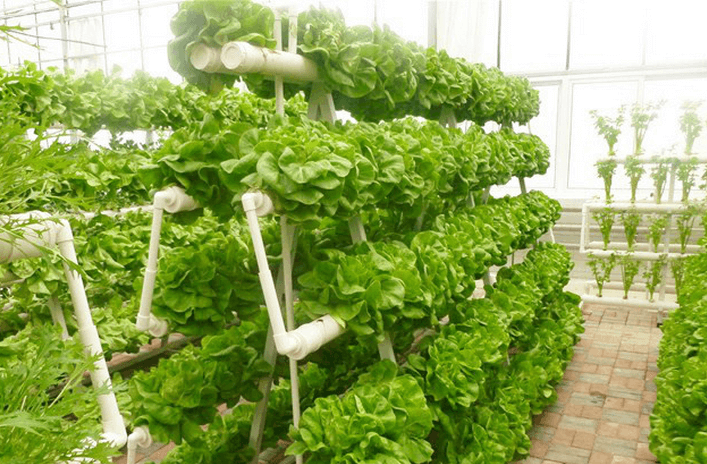 hydroponic farming business