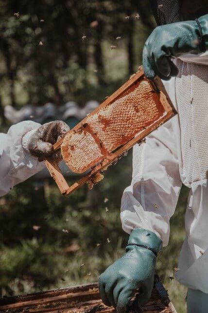 Honey Bees Farming