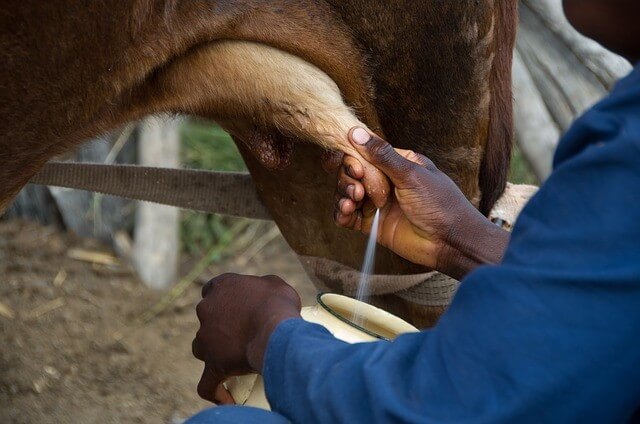 dairy farm business