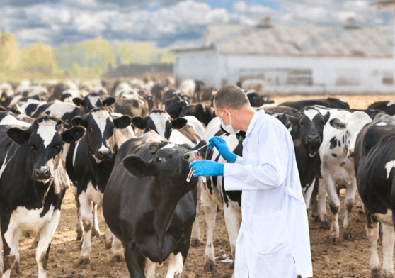 dairy farm management