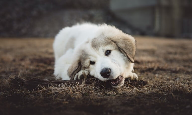 dog eating grass and vomiting