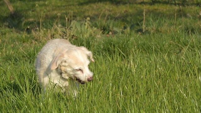 is it ok for dogs to eat grass