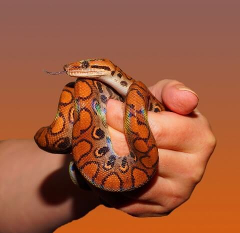 snakes you can have as pets