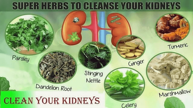 Herbs to Cleanse Your Kidneys