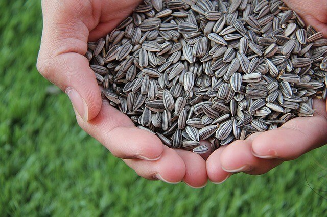 are sunflower seeds good for you