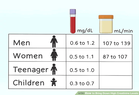 normal range for creatinine and bun