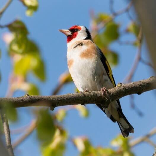 Astonishing Facts About Birds