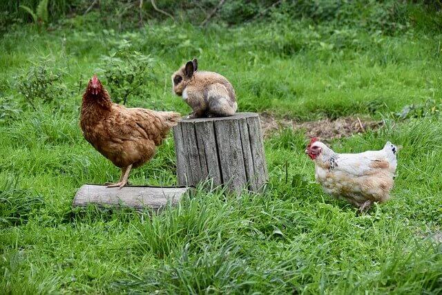 rabbits and chickens can live together peacefully