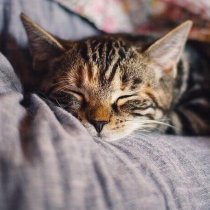 Understanding the Death Rattle in Cats: Symptoms and Causes