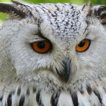 Owls as Pets: Things to Know Before Getting a Pet Owl